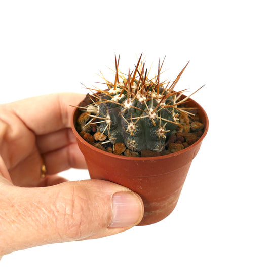 Copiapoa serpentisulcata small cactus with dark green body and long brown spines in pot