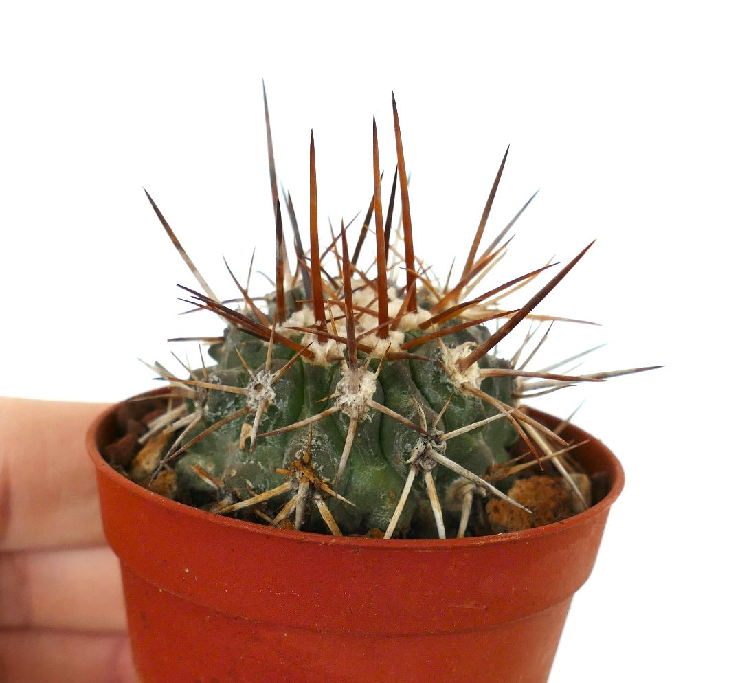 Copiapoa serpentisulcata small cactus with long brown spines in terracotta pot