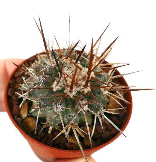 Copiapoa serpentisulcata rare cactus with long brown spines in small pot