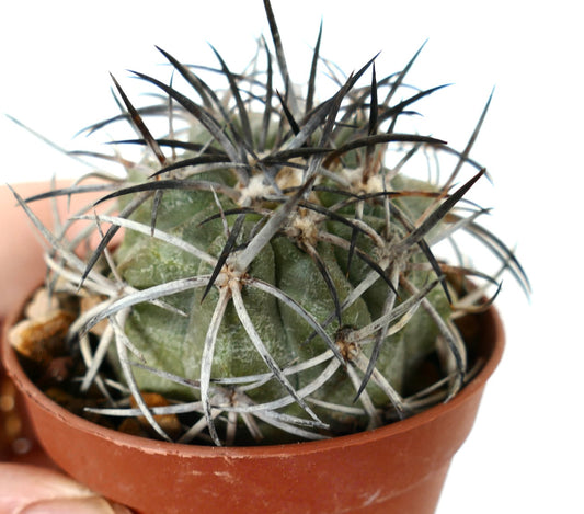 Copiapoa griseoviolacea rare cactus with long black and white spines in small pot
