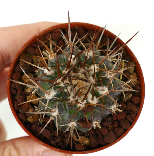 Copiapoa serpentisulcata rare cactus with long brown spines in small pot