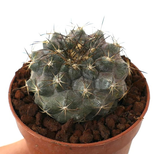 Copiapoa serpentisulcata X Copiapoa cinerea