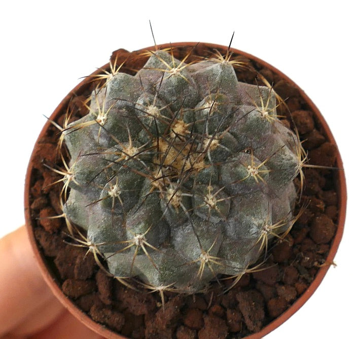 Copiapoa serpentisulcata X Copiapoa cinerea