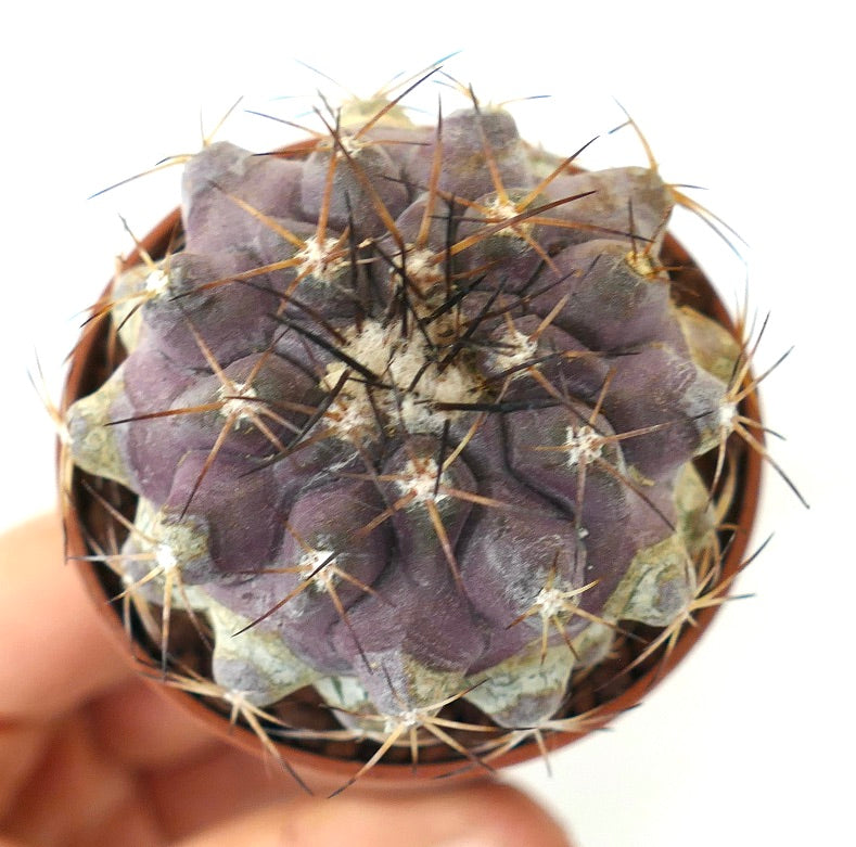 Copiapoa serpentisulcata X atacamensis (Botija Valley form)