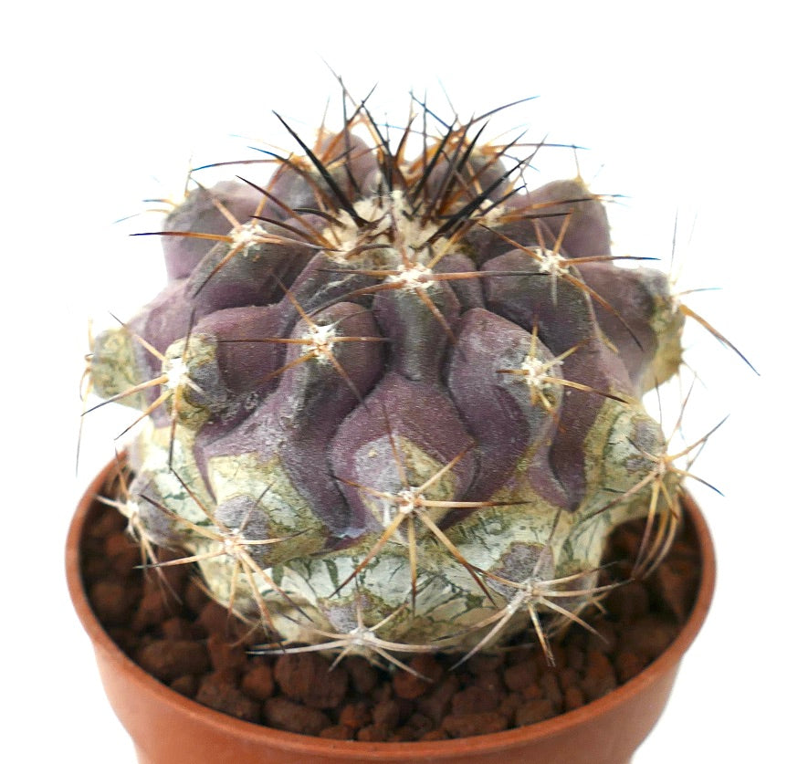 Copiapoa serpentisulcata X atacamensis (Botija Valley form)