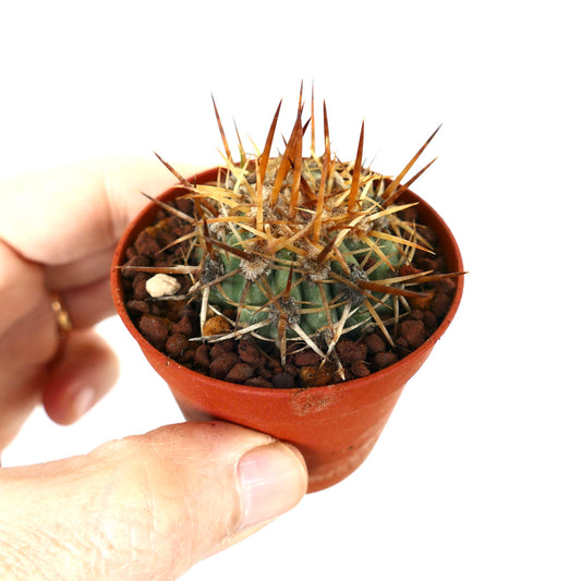 Copiapoa solaris small cactus with long brown spines in red pot held by hand