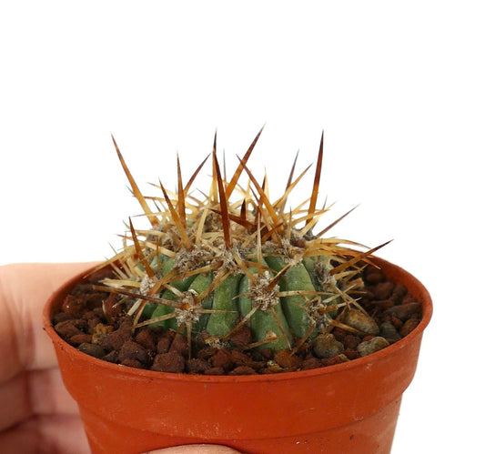 Copiapoa solaris small spiny cactus with long brown spines in terracotta pot