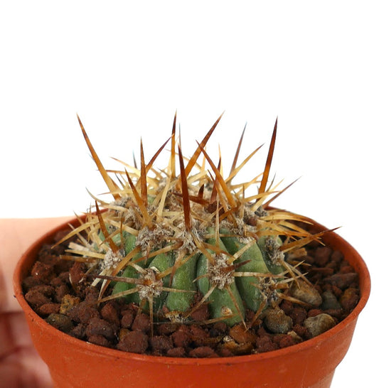 Copiapoa solaris small cactus with long brown spines in terracotta pot