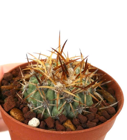 Copiapoa solaris rare cactus with long brown spines in small terracotta pot