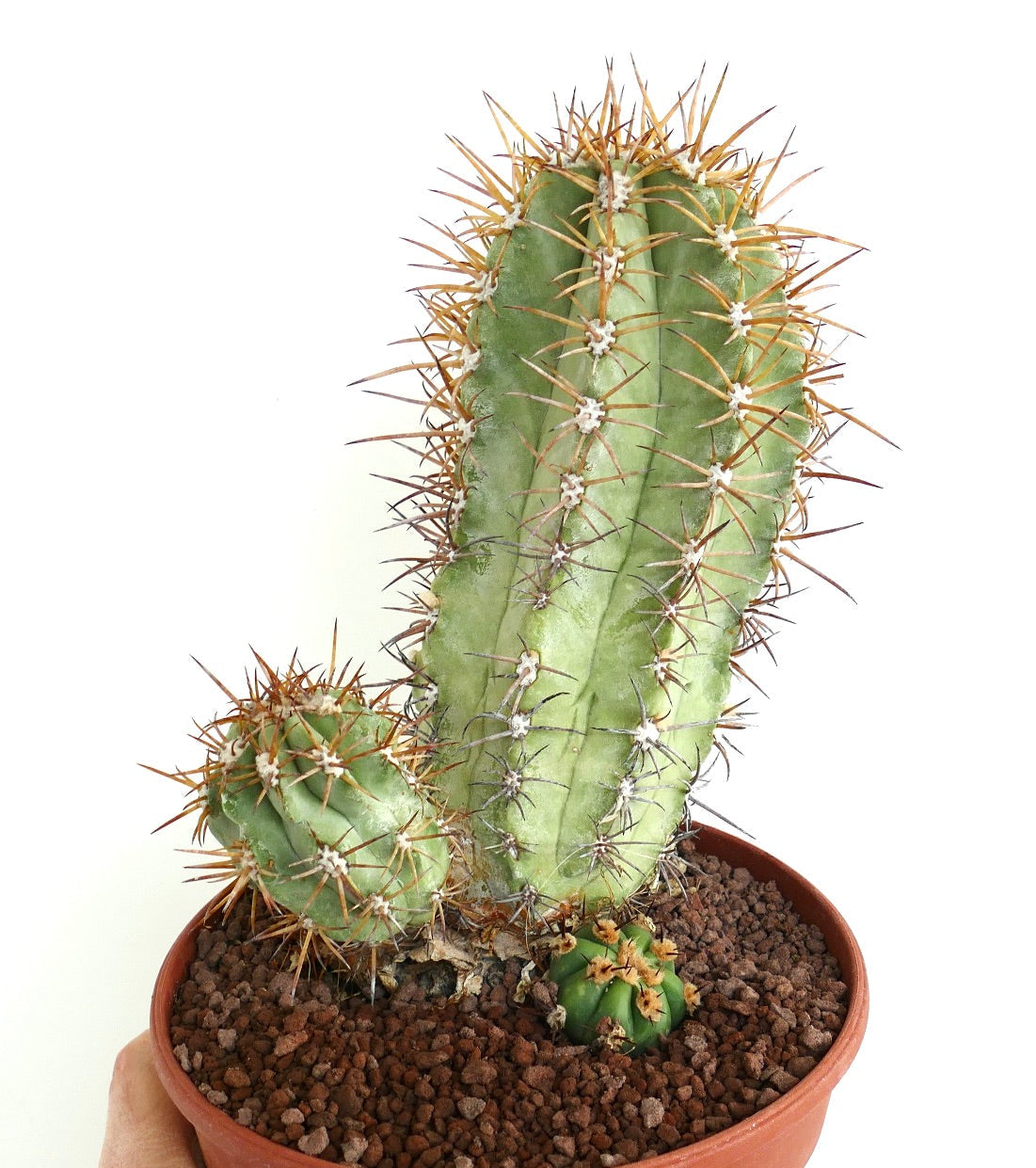 Copiapoa solaris rare succulent cactus with prominent spines in terracotta pot