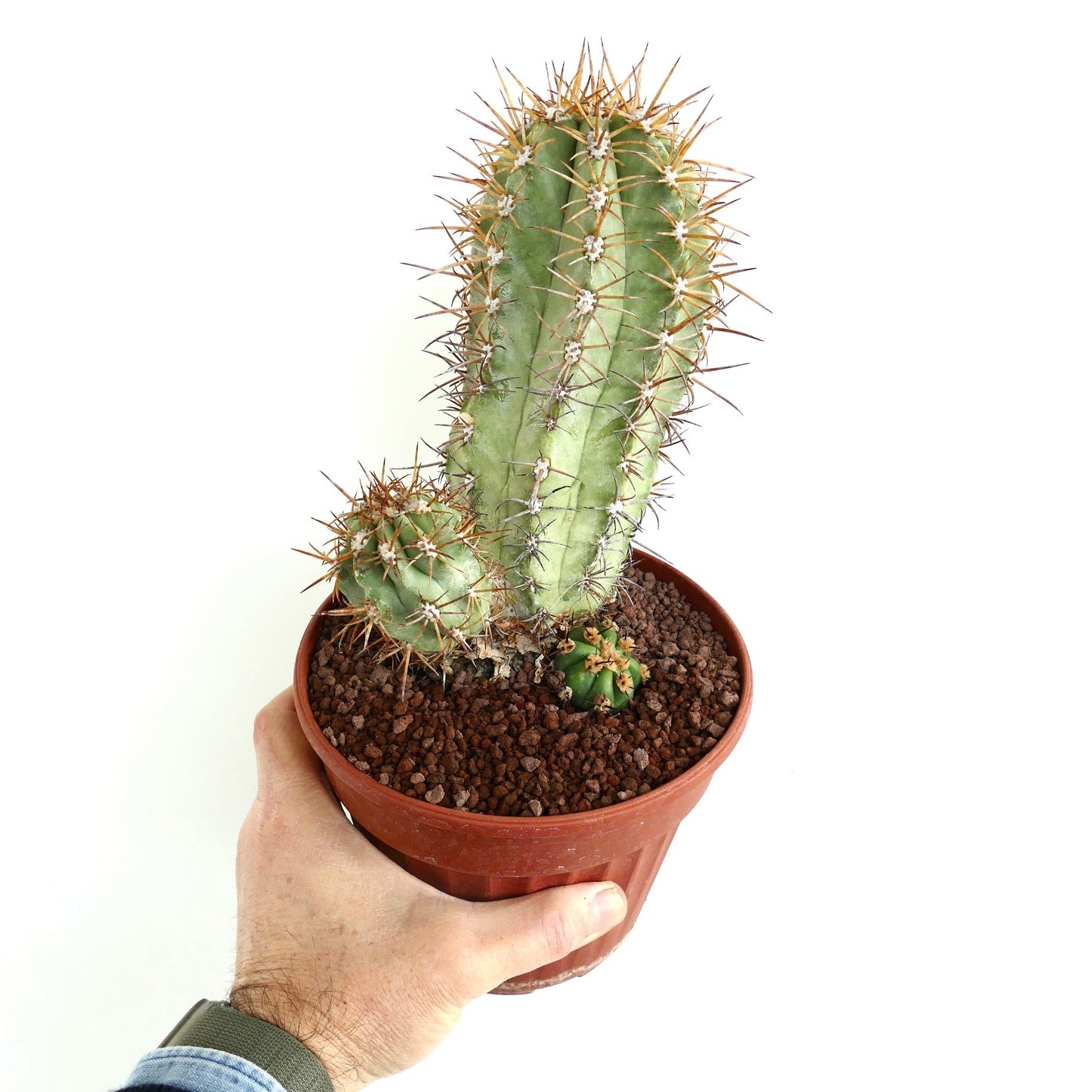 Copiapoa solaris green cactus with long spines in small brown pot held by hand