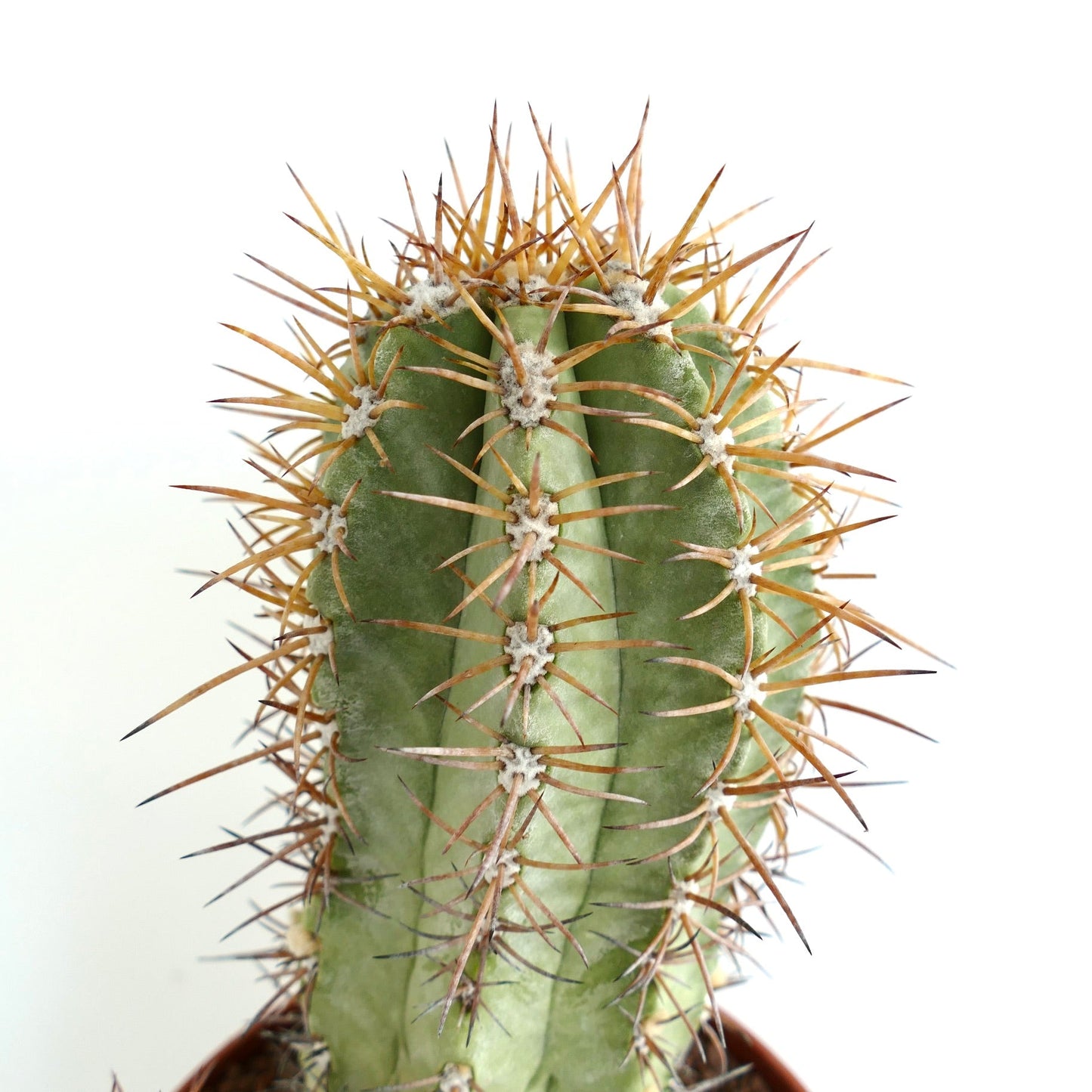 Copiapoa solaris succulent cactus with long brown spines and green ribbed body