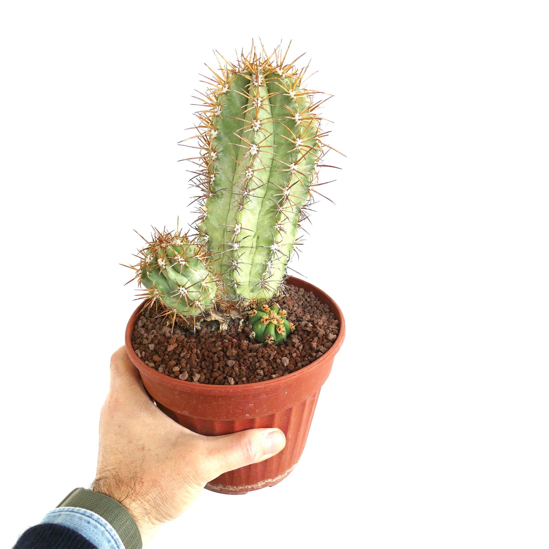 Copiapoa solaris succulent cactus with prominent spines in small terracotta pot held by hand