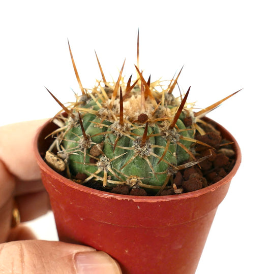 Copiapoa solaris small cactus with long brown spines in red plastic pot