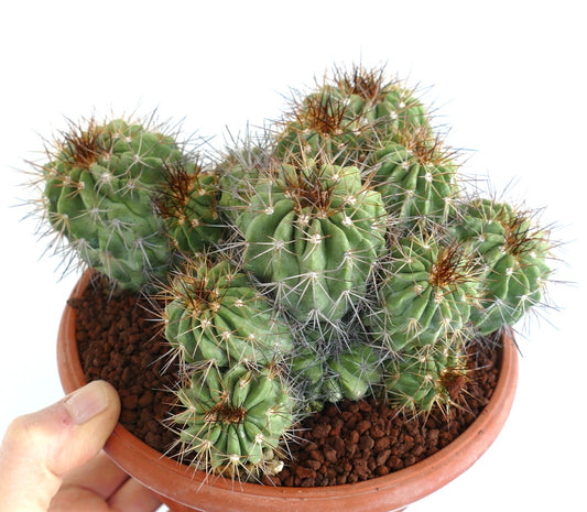 Copiapoa superba 12 HEADS CLUSTER WITH OWN ROOTS