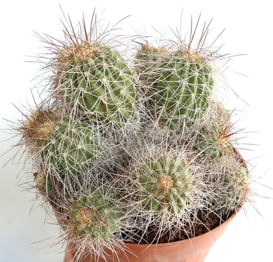 Copiapoa superba CLUSTER WITH 14 HEADS GRAFTED