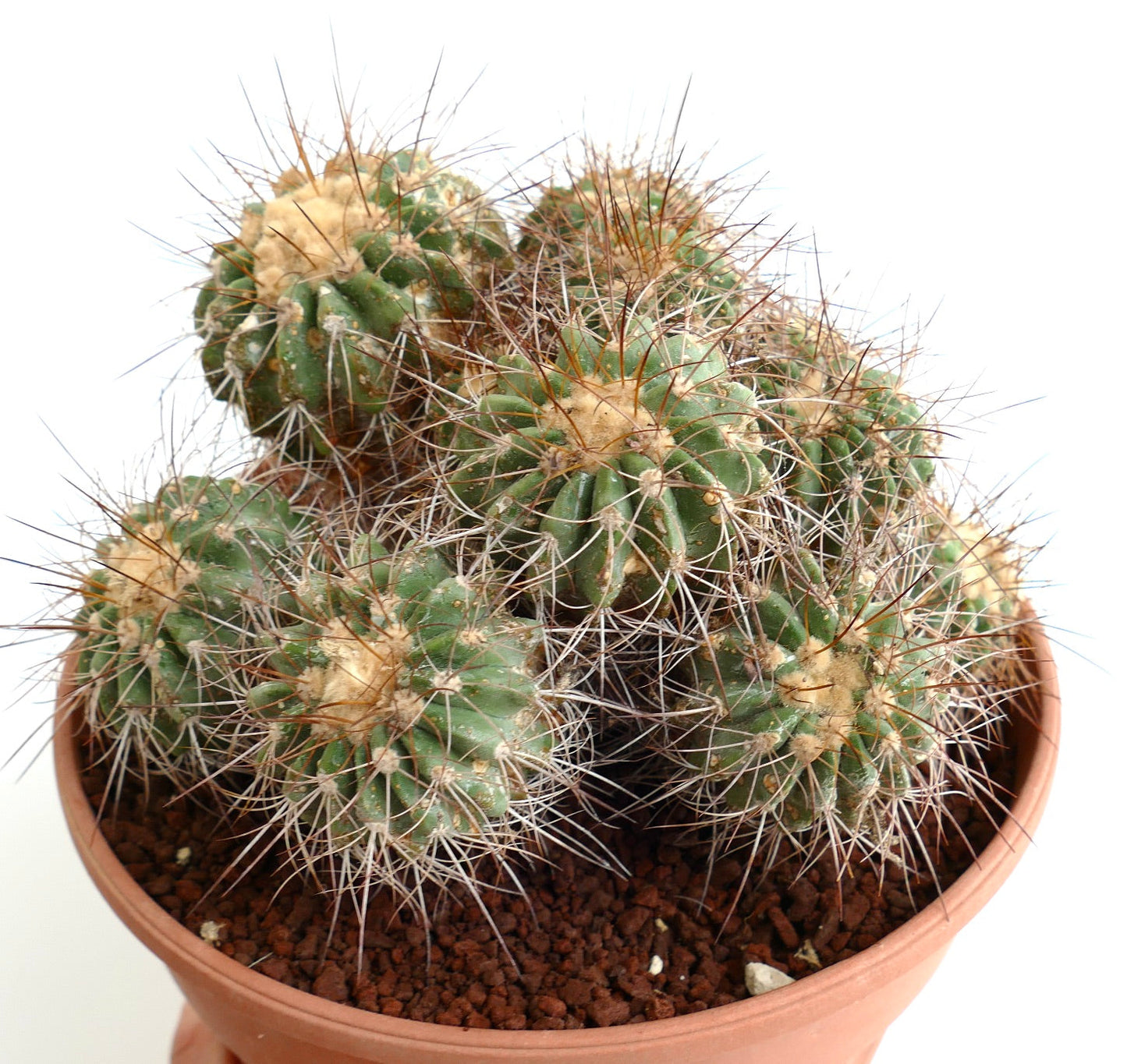 Copiapoa superba OLD CLUSTER GRAFTED