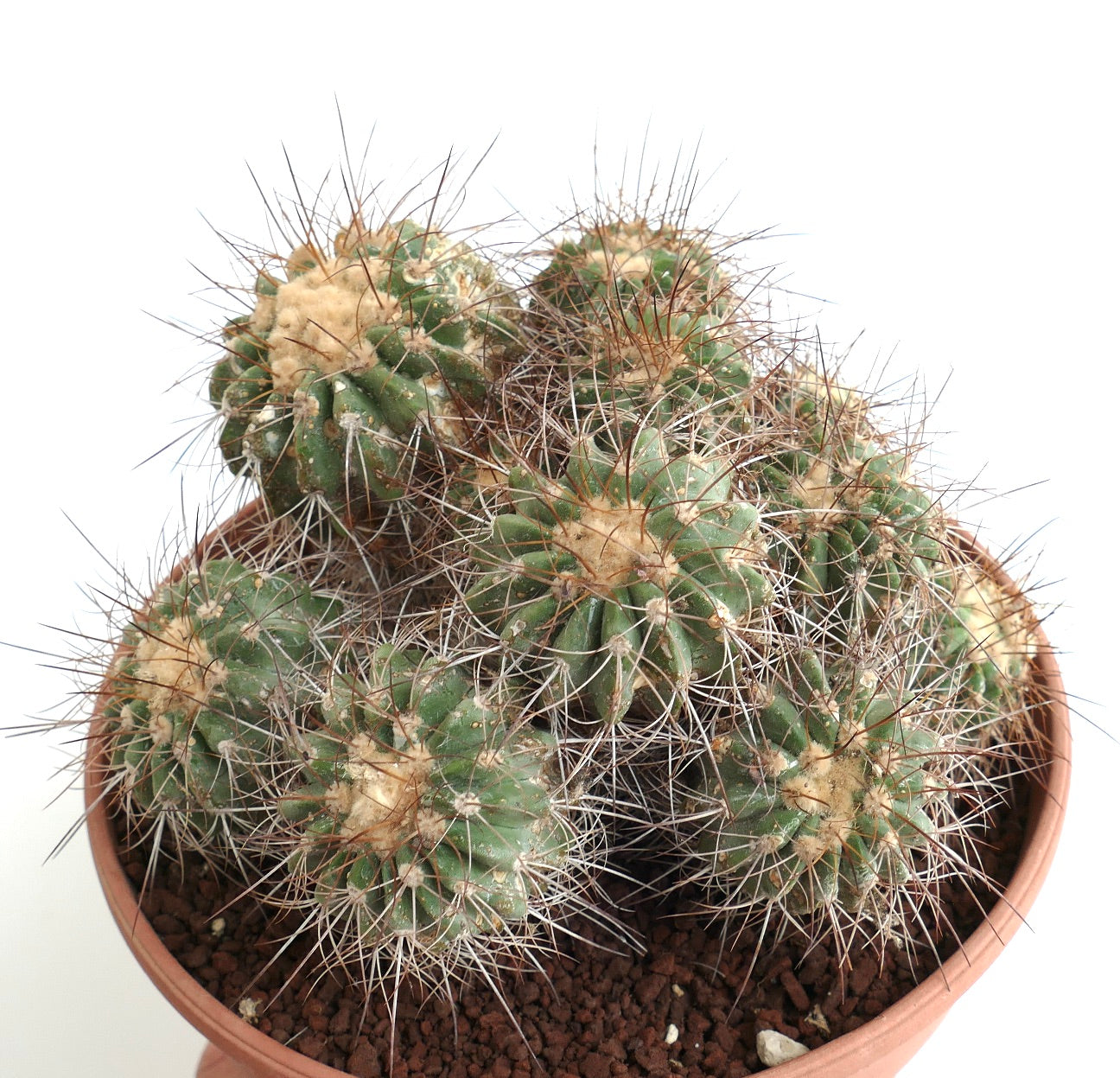 Copiapoa superba OLD CLUSTER GRAFTED