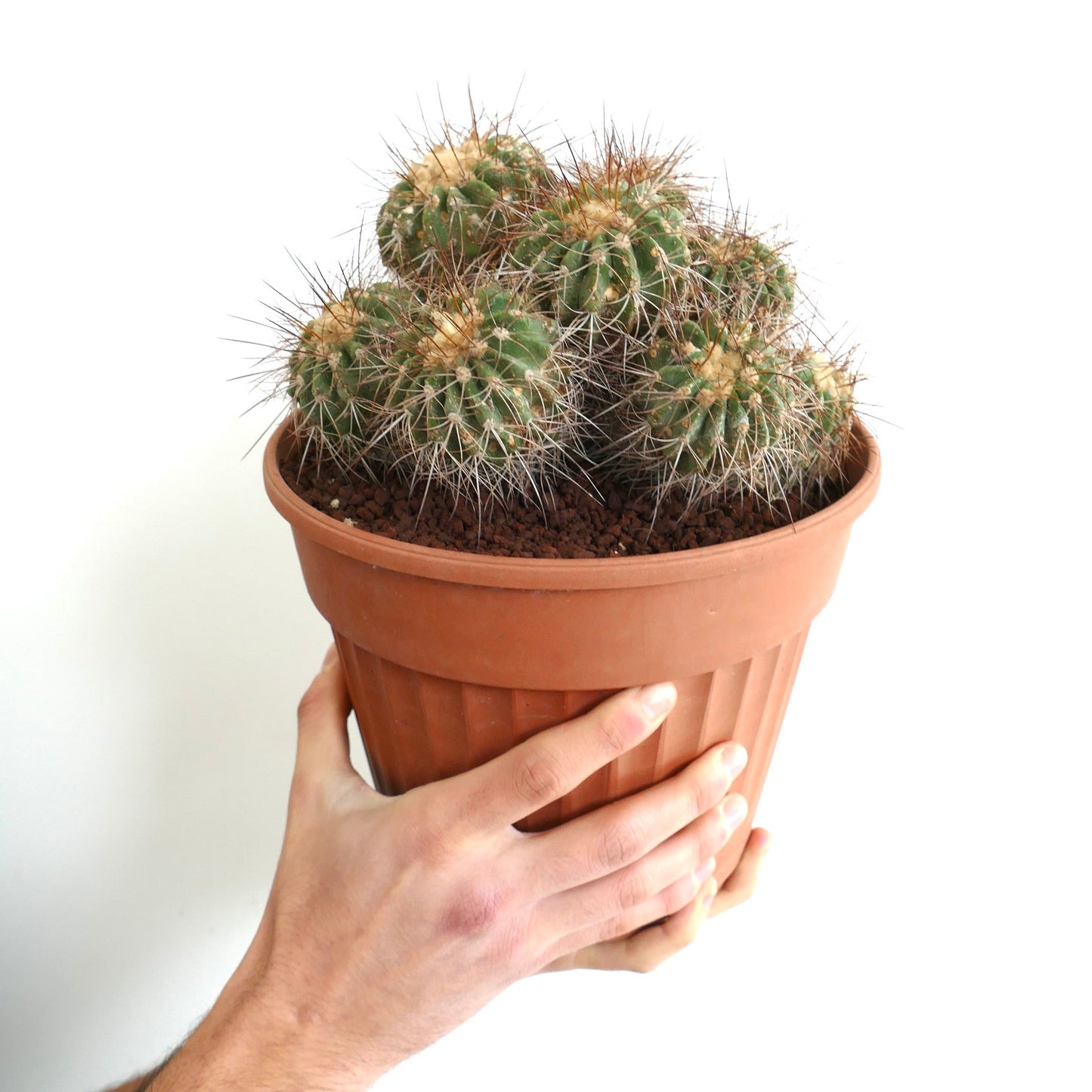 Copiapoa superba OLD CLUSTER GRAFTED