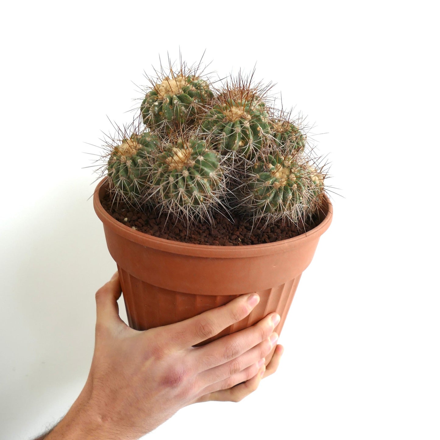 Copiapoa superba OLD CLUSTER GRAFTED
