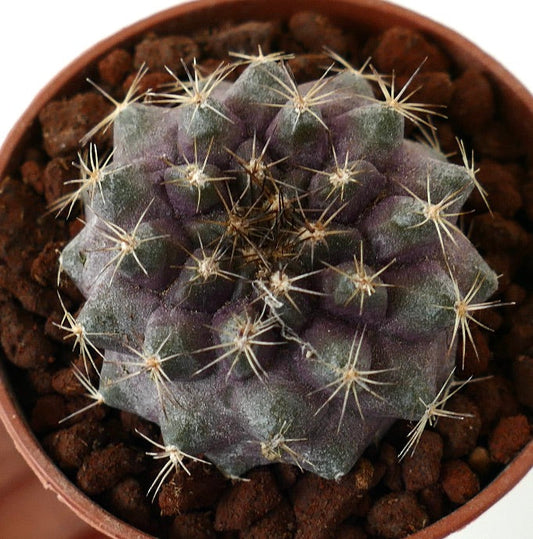 Copiapoa tenuissima