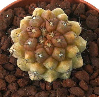 Copiapoa tenuissima VARIEGATED x cinerea
