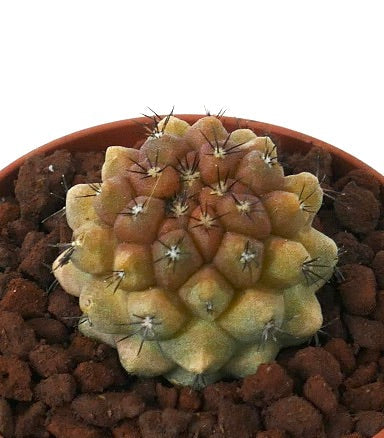 Copiapoa tenuissima VARIEGATED x cinerea