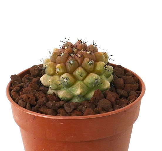 Copiapoa tenuissima VARIEGATED x cinerea