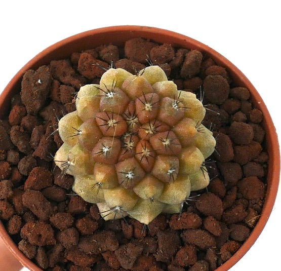 Copiapoa tenuissima VARIEGATED x cinerea