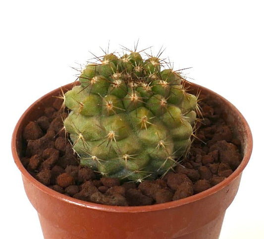 Copiapoa tenuissima X goldii