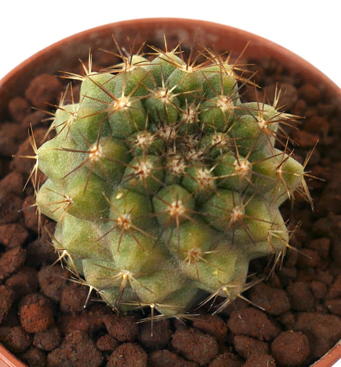 Copiapoa tenuissima X goldii
