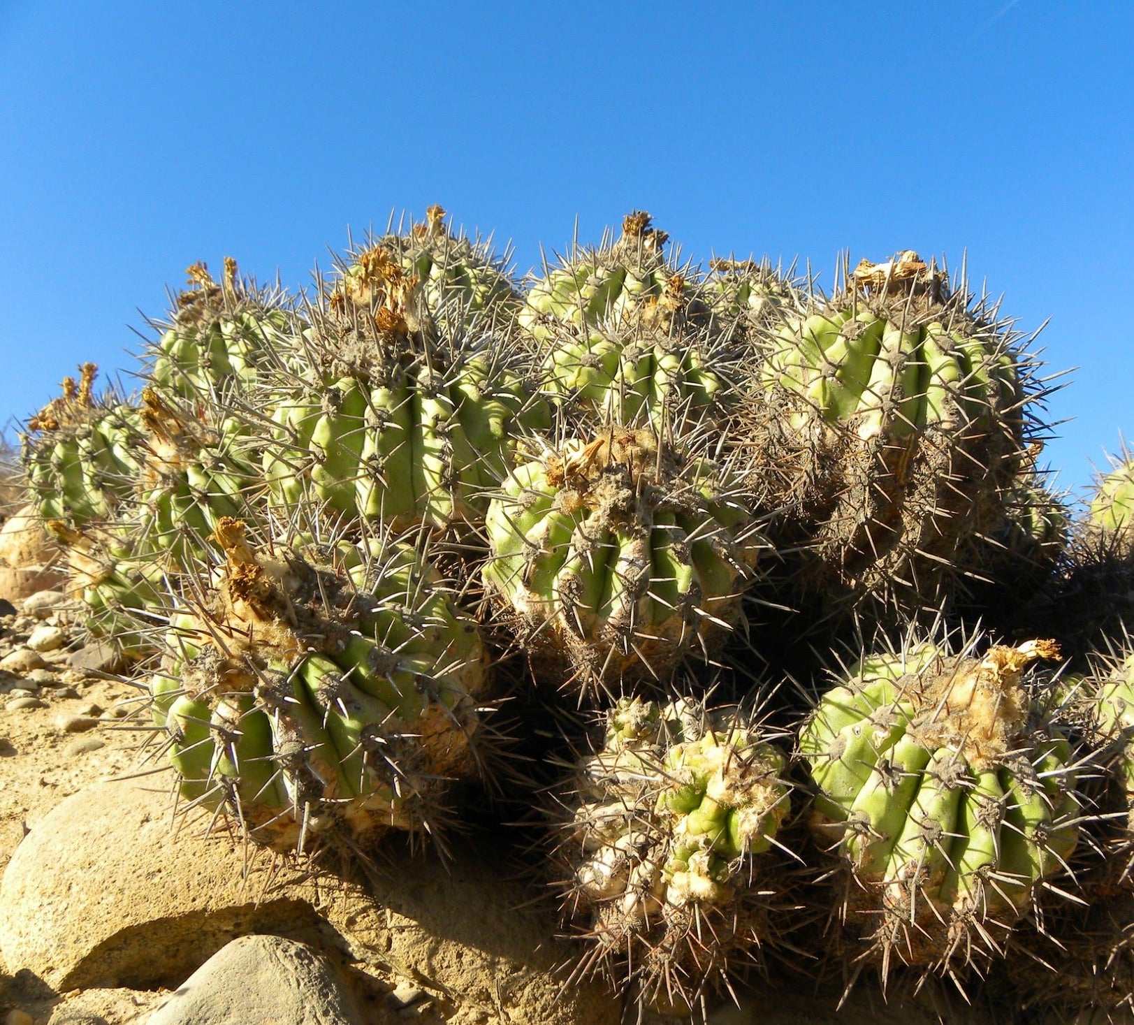 Copiapoa vallenarensis spiny succulent cactus with clustered green stems and sharp brown spines under blue sky