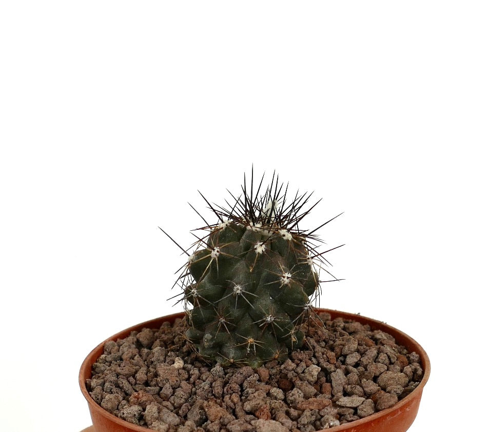 Copiapoa acatamensis pequeño cactus verde oscuro con espinas largas y afiladas en maceta