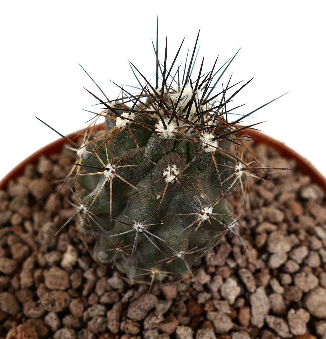 Copiapoa acatamensis pequeño cactus verde oscuro con largas espinas afiladas en maceta