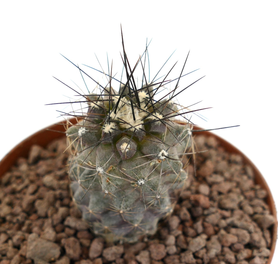 Cactus succulent Copiapoa acatamensis avec de longues épines foncées et un corps grisâtre en pot