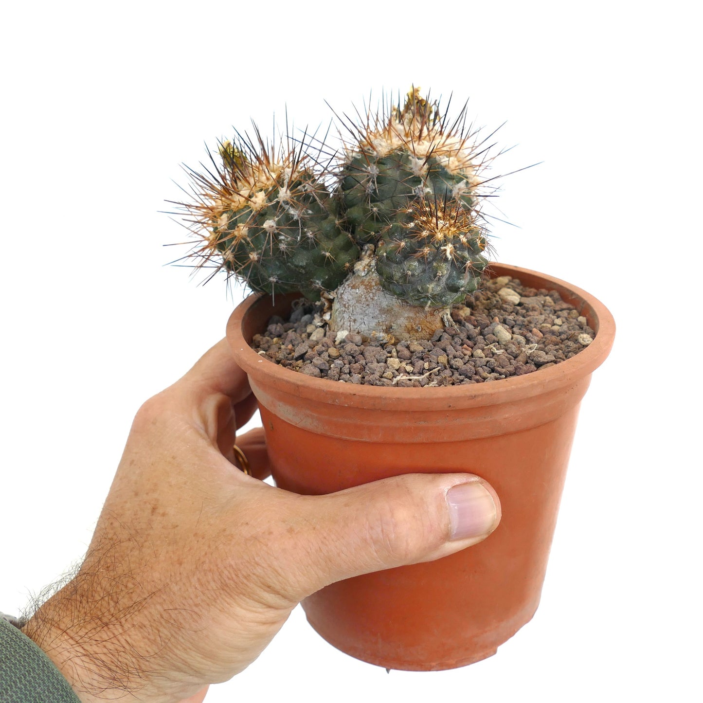 Copiapoa affinis desertorum 3 HEADS DD10