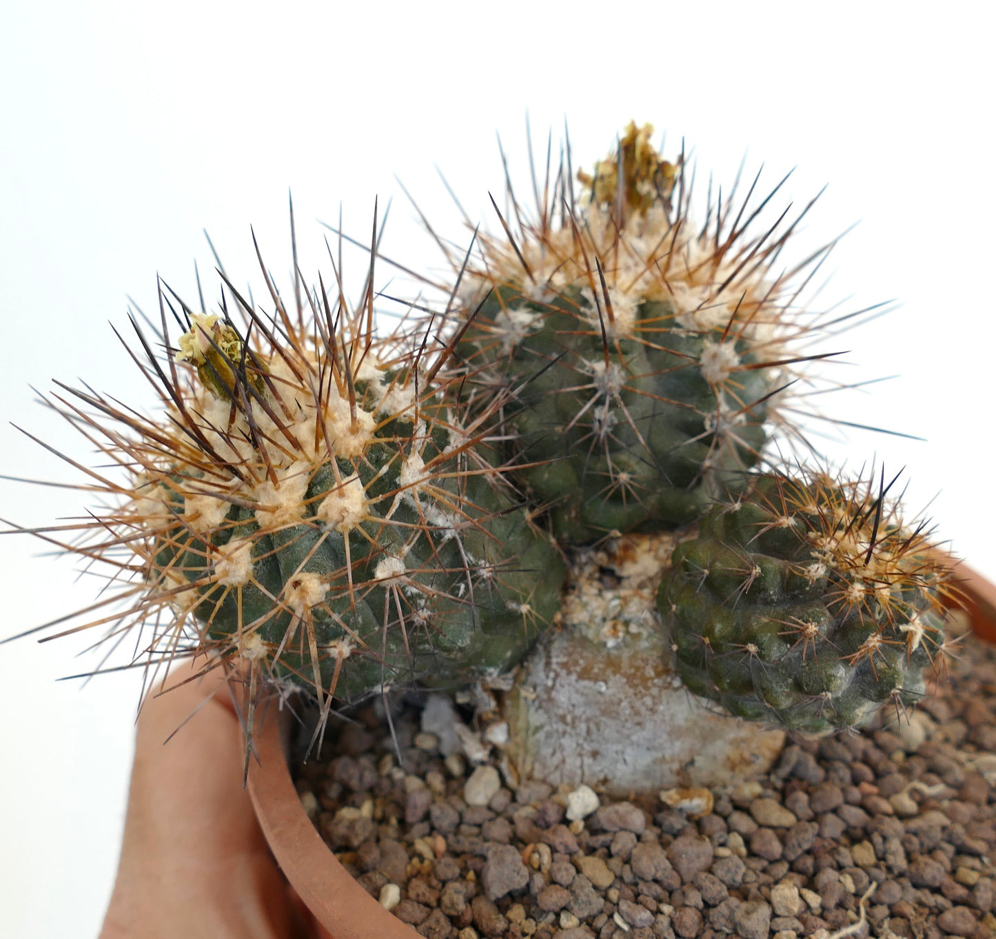 Copiapoa affinis desertorum 3 HEADS DD10