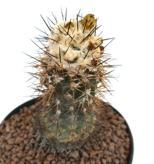 Copiapoa affinis humilis CRT9