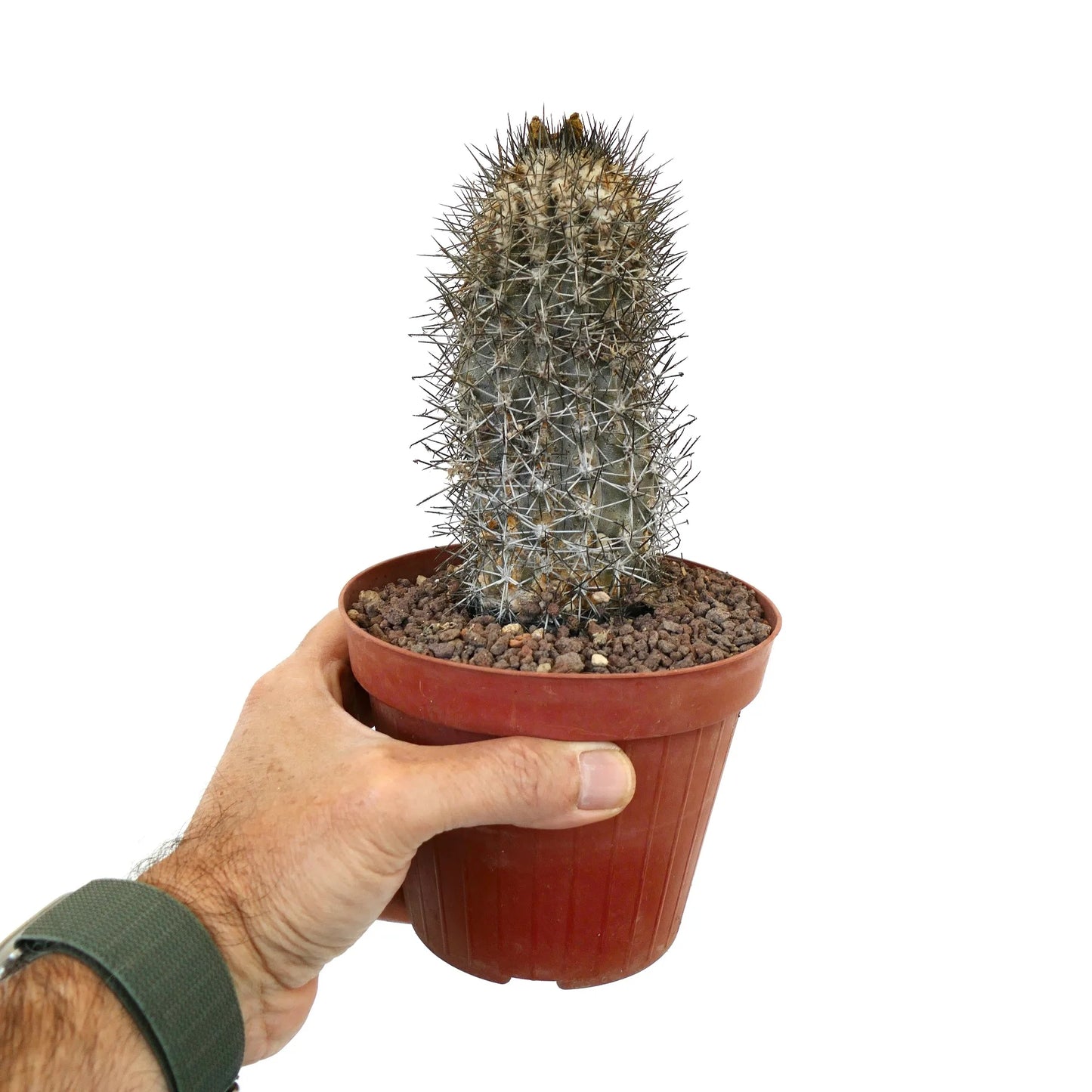 Copiapoa affinis humilis small succulent cactus with dense sharp spines in brown pot