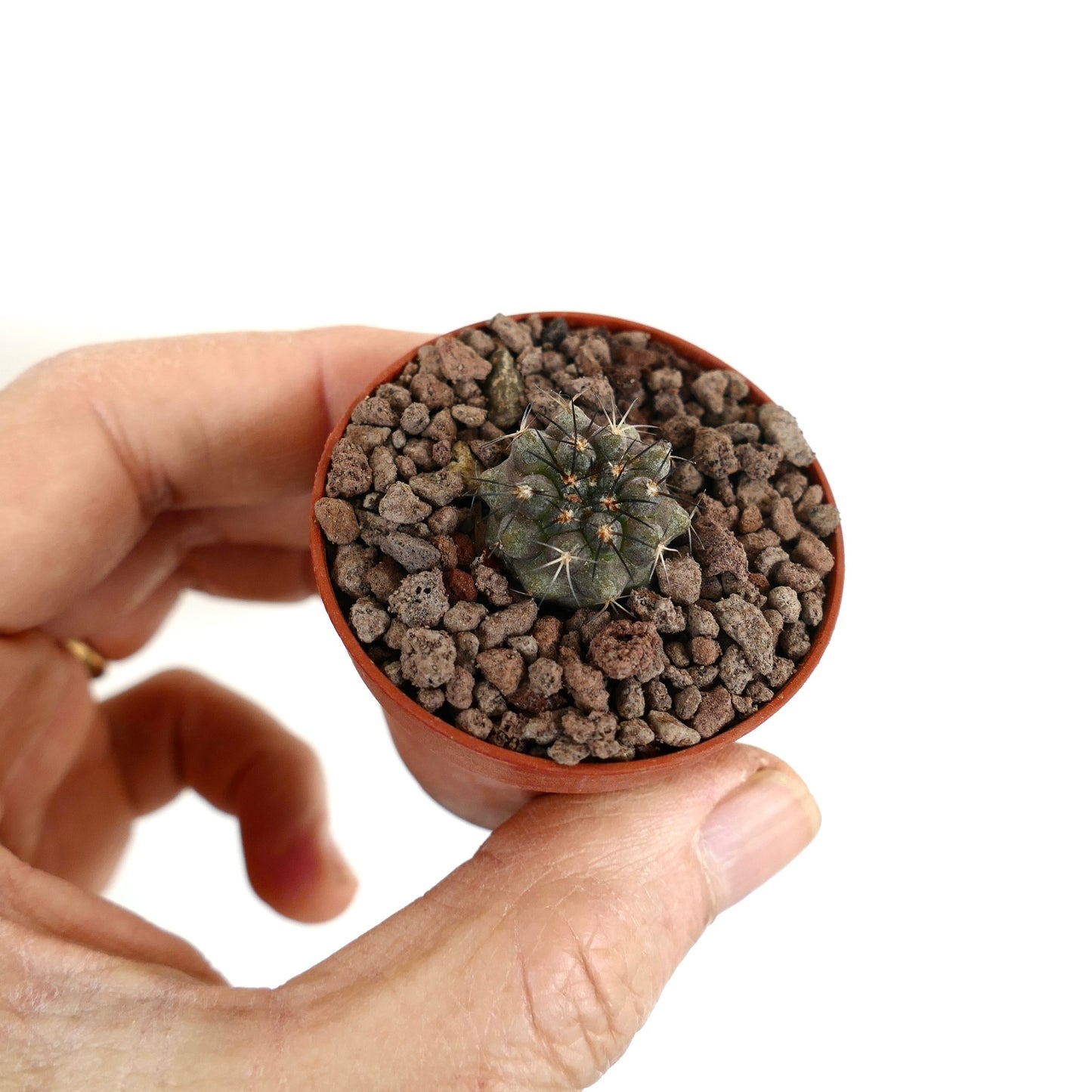 Piccolo cactus succulento Copiapoa ahremephiana con corpo verde scuro e spine appuntite in vaso