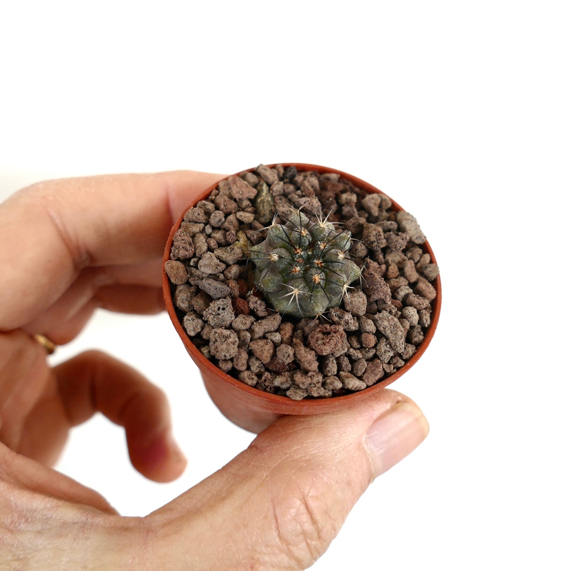 Piccolo cactus succulento Copiapoa ahremephiana con corpo verde scuro e spine appuntite in vaso