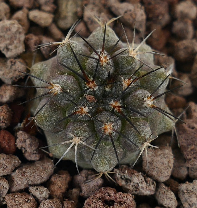 Piccolo e raro cactus Copiapoa ahremephiana con spine scure e corpo verde testurizzato