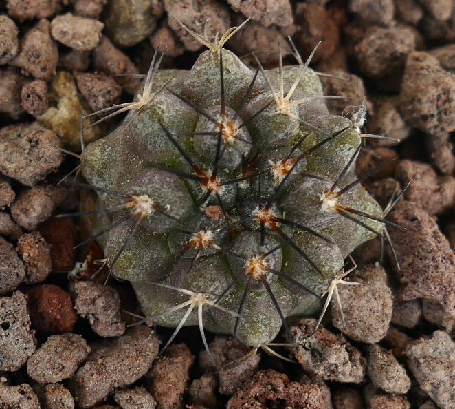 Copiapoa ahremephiana raro piccolo cactus con spine scure e corpo verde strutturato