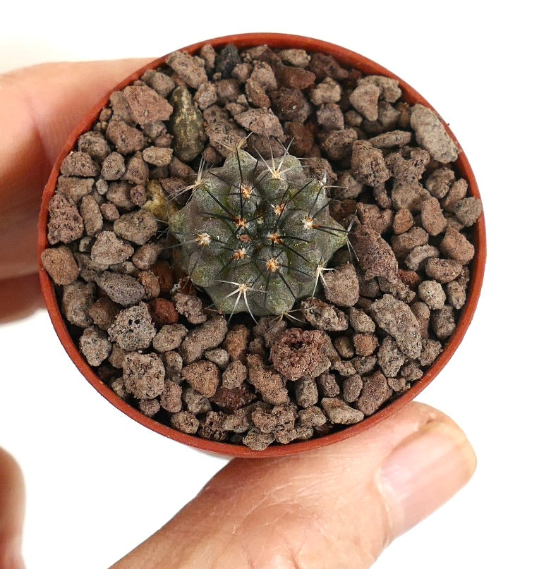 Copiapoa ahremephiana piccolo cactus raro con spine scure e corpo verde texturizzato