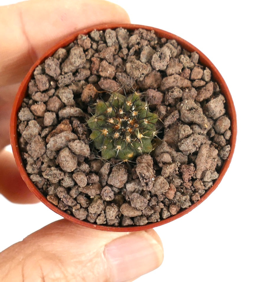 Piccolo cactus verde Copiapoa ahremephiana con spine appuntite in vaso con terriccio roccioso