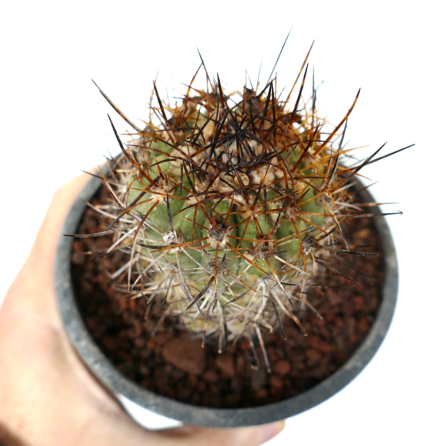 Copiapoa algarrobensis nox | Botanical Archive | ユニークなサボテン