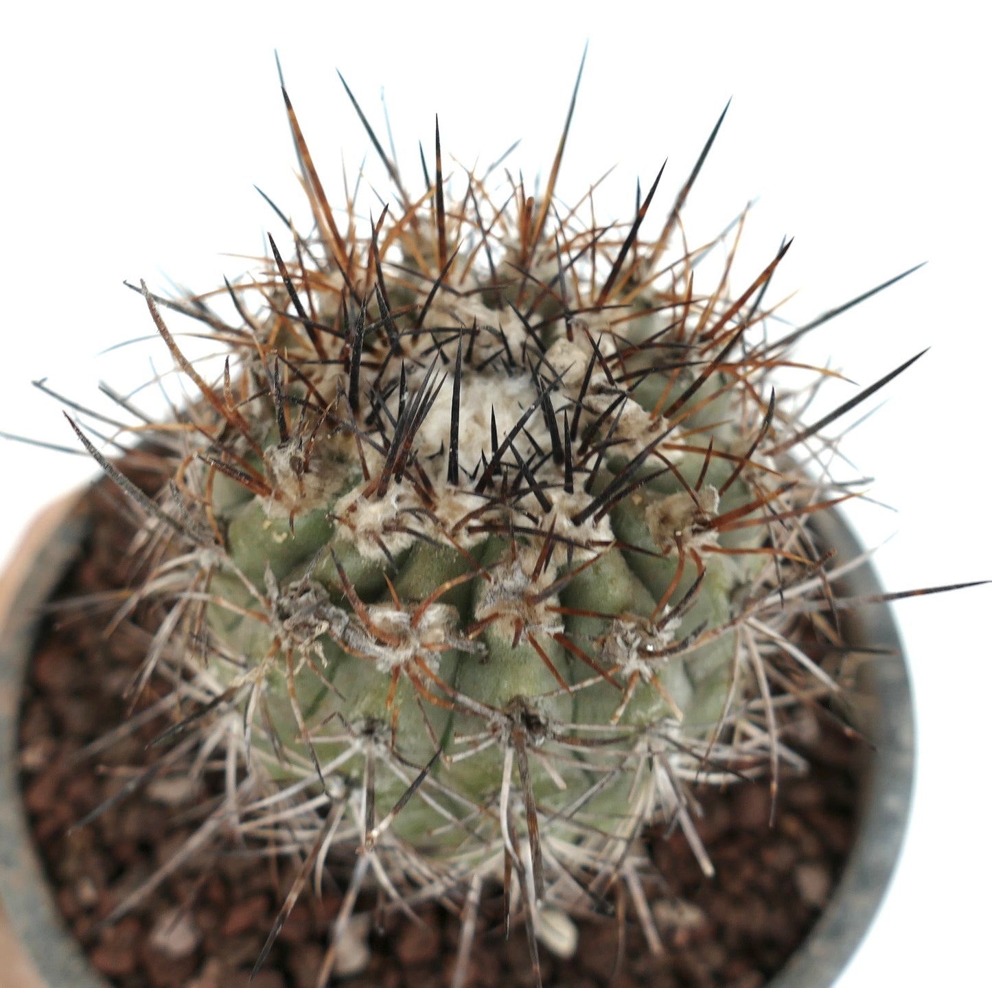 Copiapoa algarrobensis spec. nox FK530