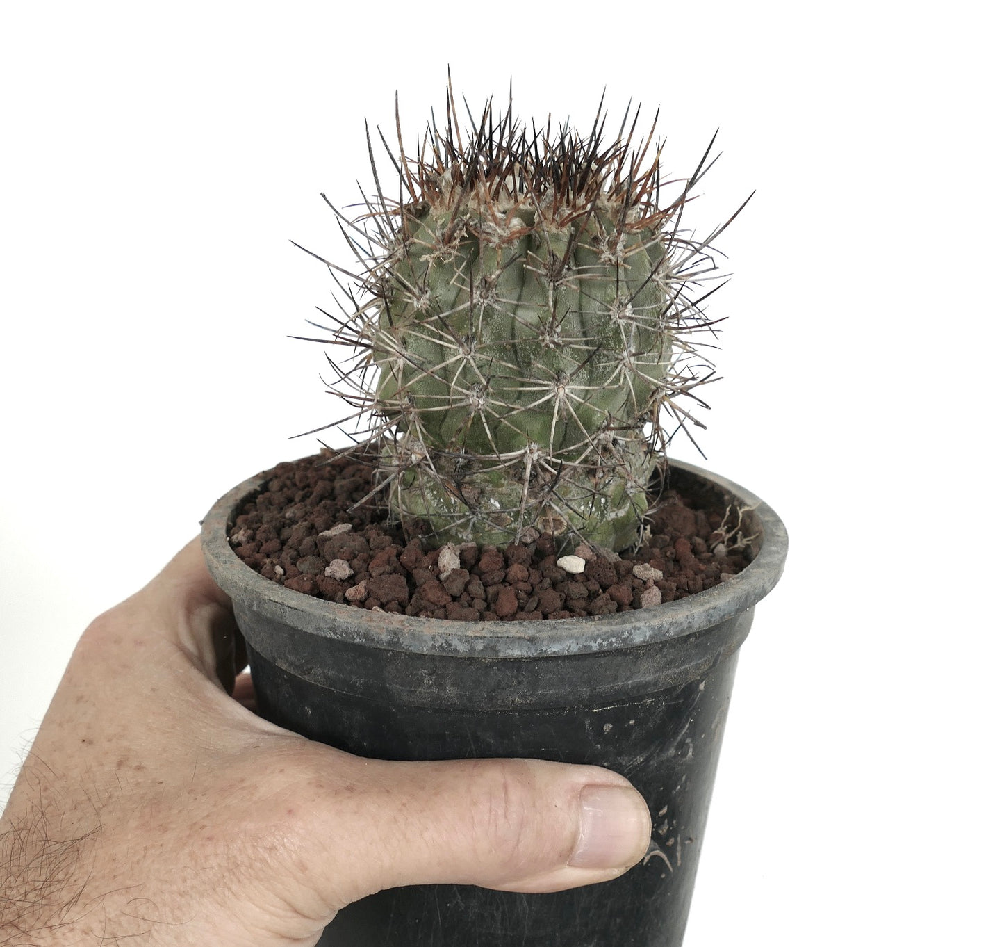 Copiapoa algarrobensis spec. nox FK530