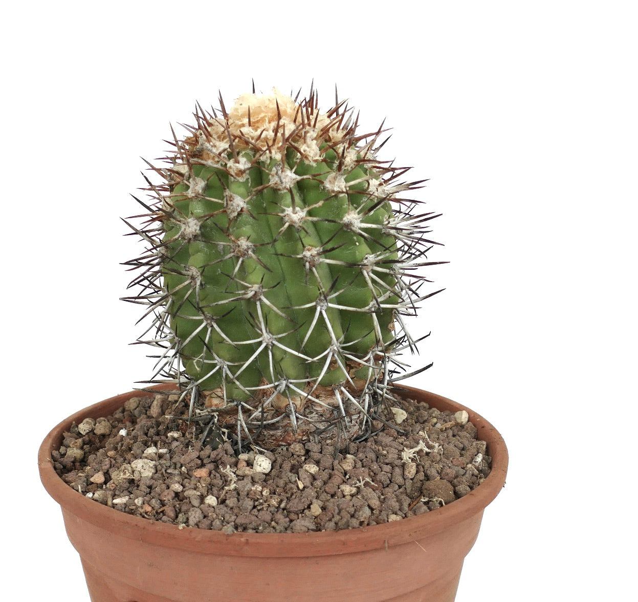 Copiapoa alticostata 593T