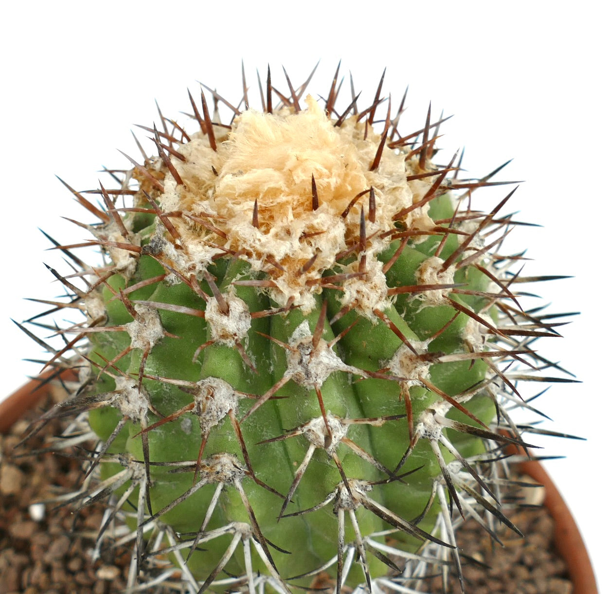 Copiapoa alticostata, cactus succulent rare avec des épines brunes denses et un sommet laineux en pot
